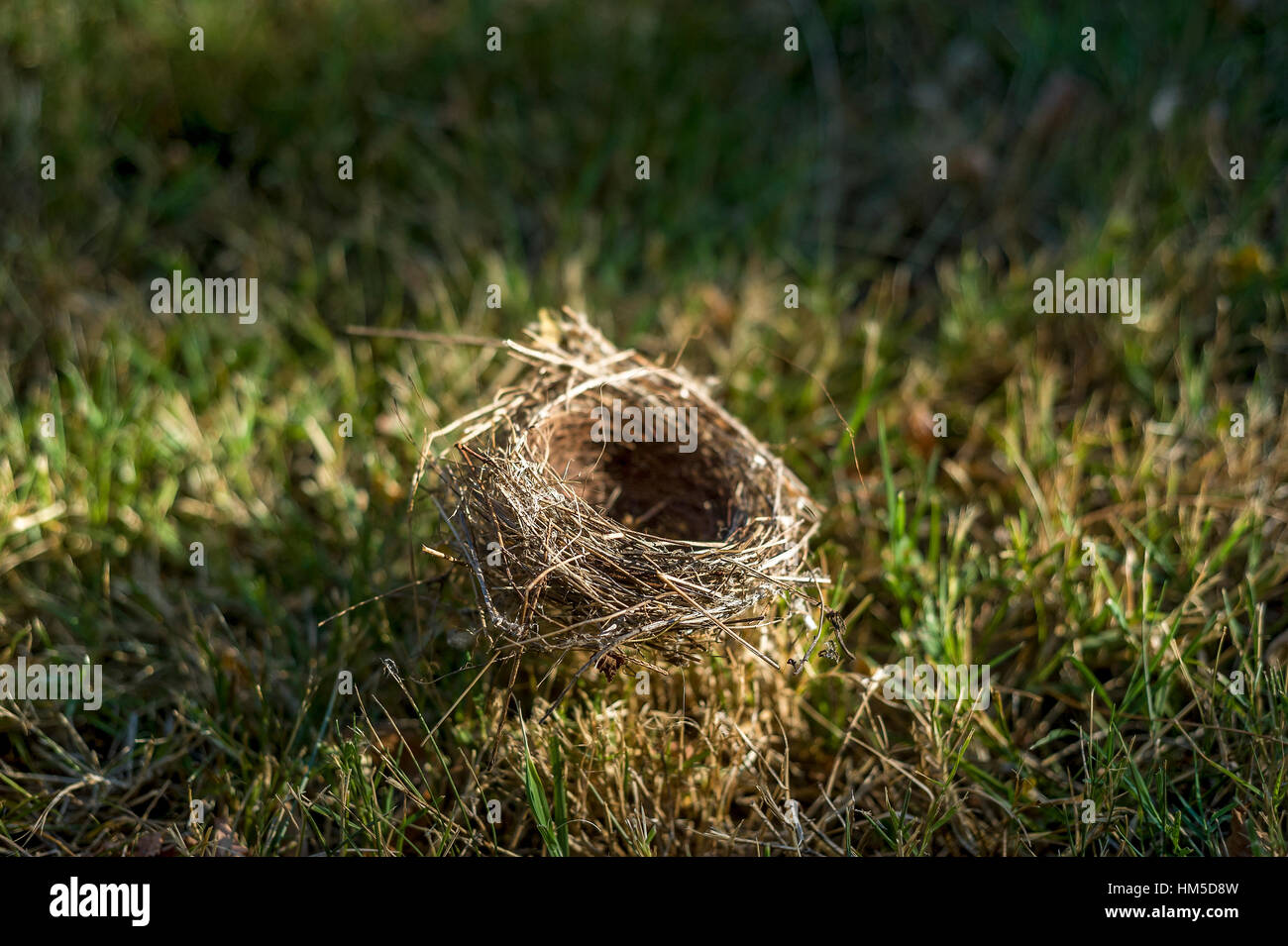 detail of a empty bird`s nest in the grass Stock Photo